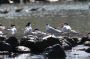 Baja05 - 196 * Royal terns